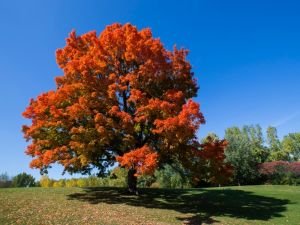 Chinar Tree